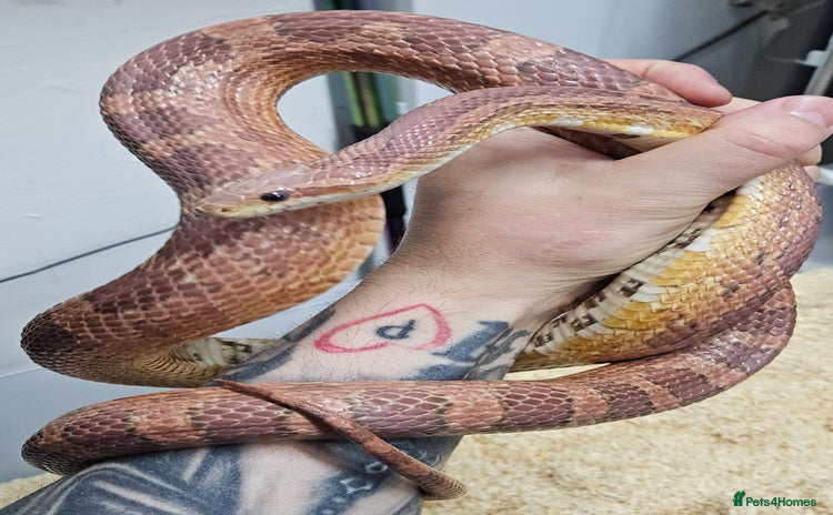 Corn Snake reptiles - Advert 3