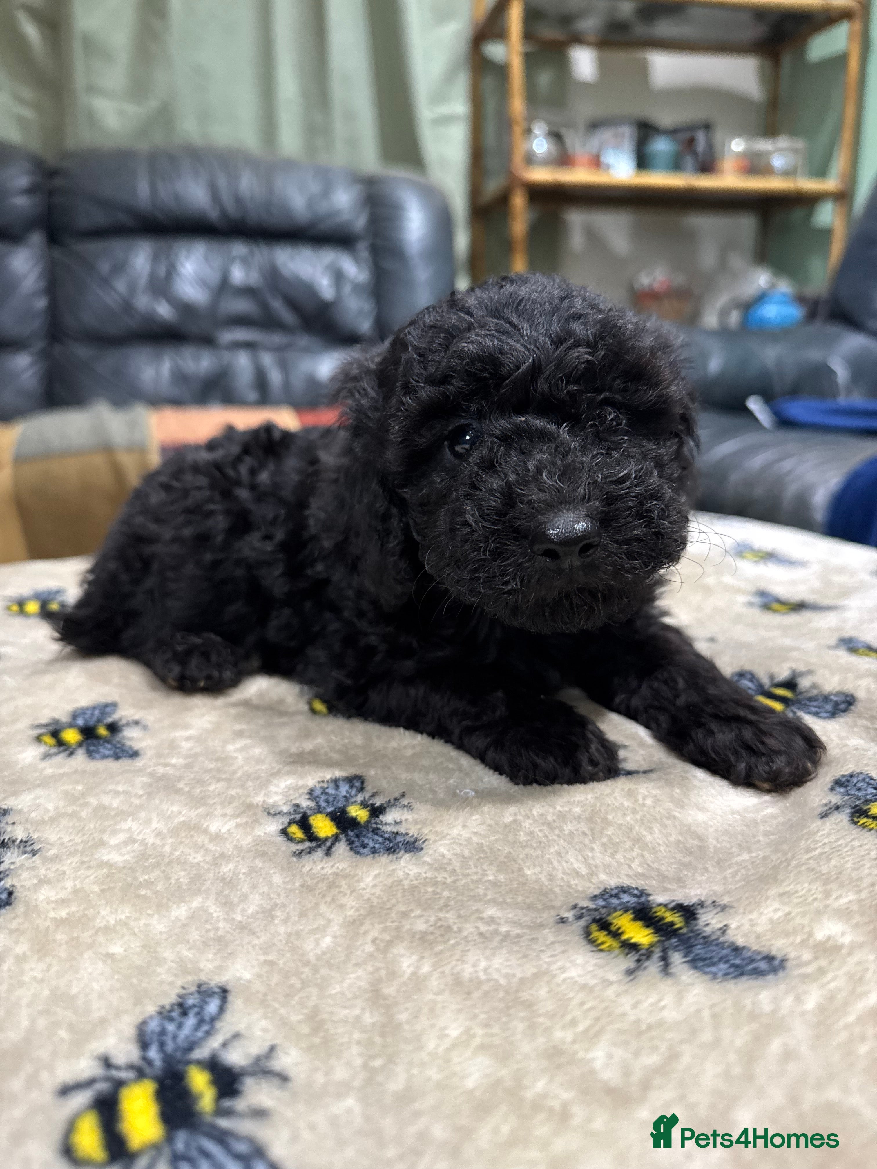 Toy Poodle dogs 3 pure bred Non kc Toy poodle Puppies  - Advert 11