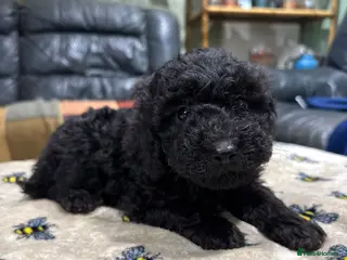 Toy Poodle dogs 3 pure bred Non kc Toy poodle Puppies - Advert 11