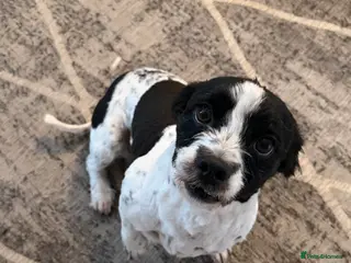 Mixed Breed dogs Rehoming our little dog max - Advert 1