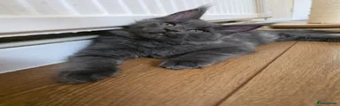 Maine Coon Kitten 2