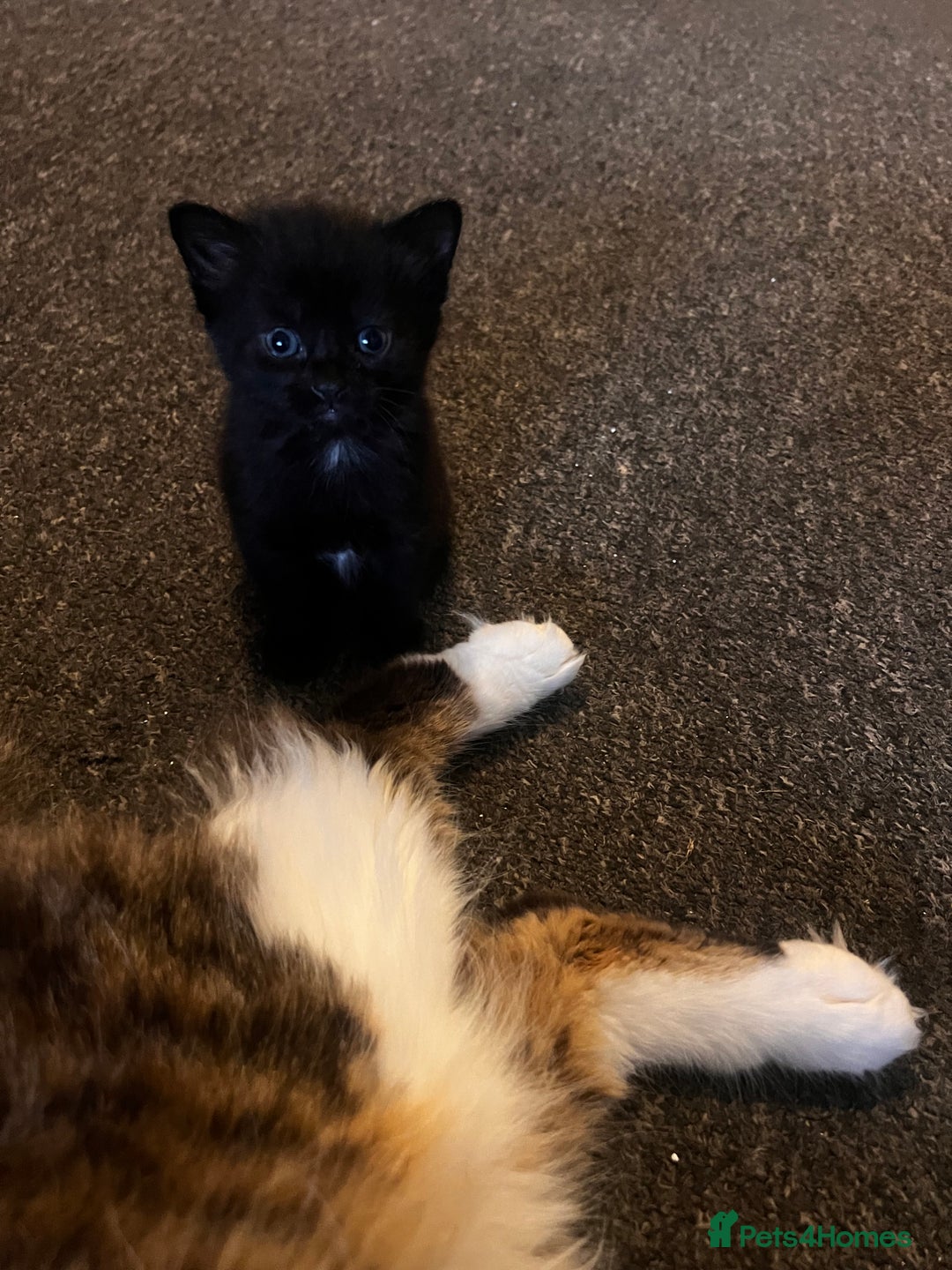Mixed Breed cats for sale: Mix breed kittens  - Image 3