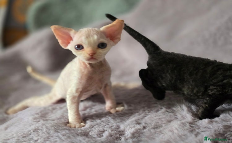 Devon Rex cats - Advert 1