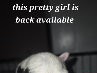 Border Collie dogs Pure border collie puppies - Advert 3