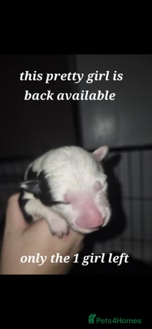 Border Collie dogs Pure border collie puppies - Advert 4