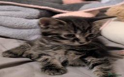 Mixed Breed cats for sale: Four kittens for sale  - Advert 8