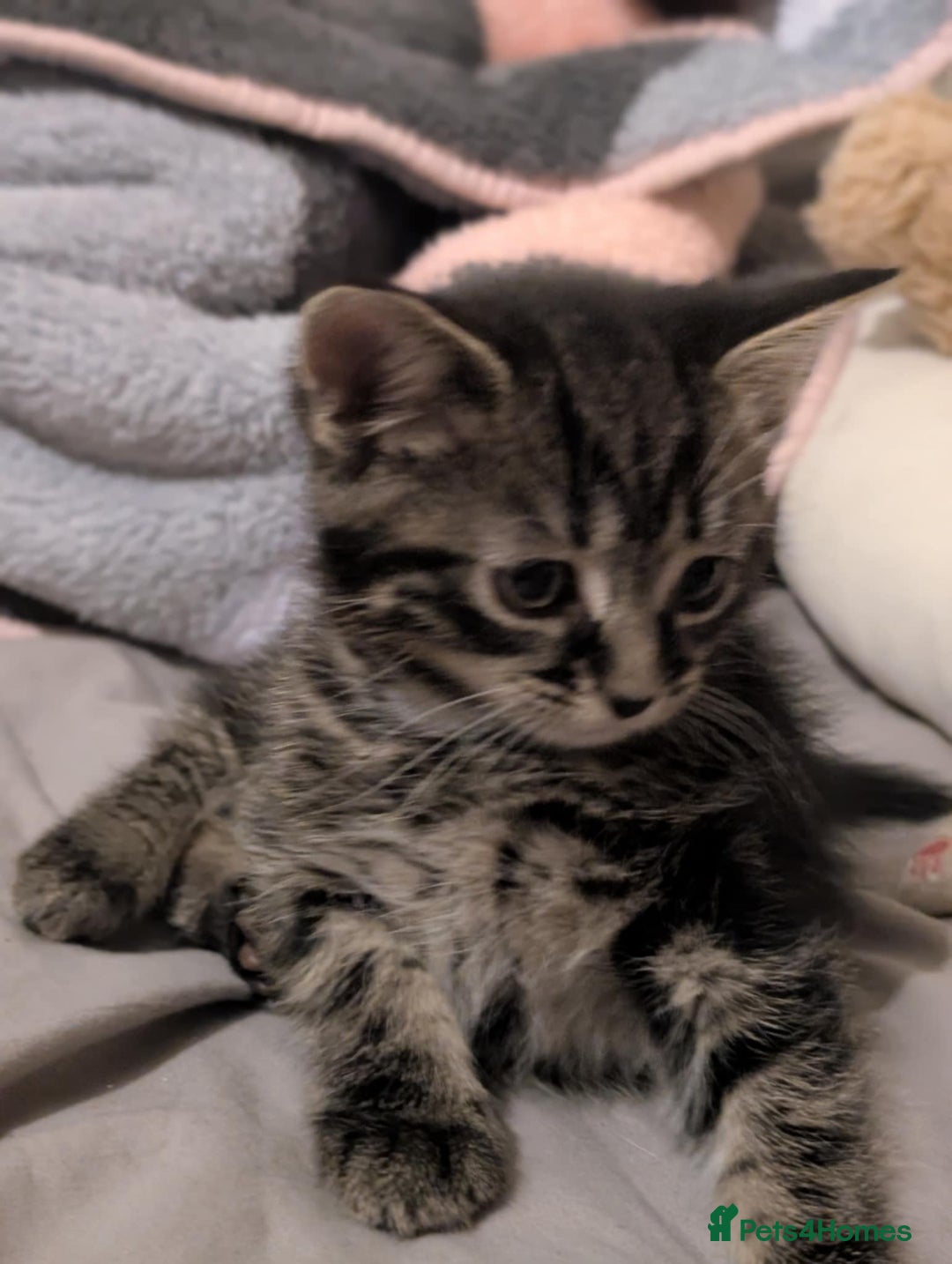 Mixed Breed cats for sale: Four kittens for sale  - Advert 8