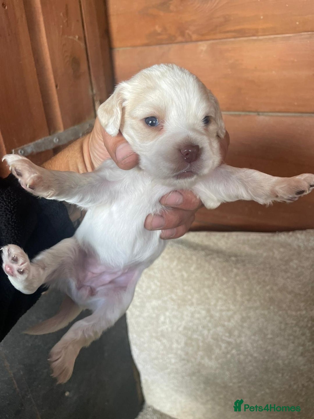 Cocker Spaniel dogs for sale: Cocker Spaniel Pups - Image 2