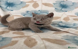 British Shorthair cats for sale: **REDUCED!!** PURE BREED BRITISH SHORTHAIR KITTENS - Image 1