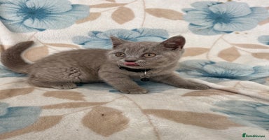 British Shorthair cats - Advert 12