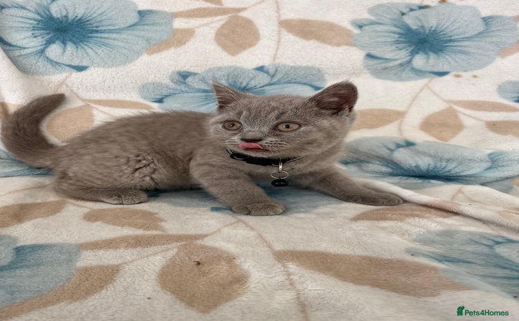 British Shorthair cats - Advert 12