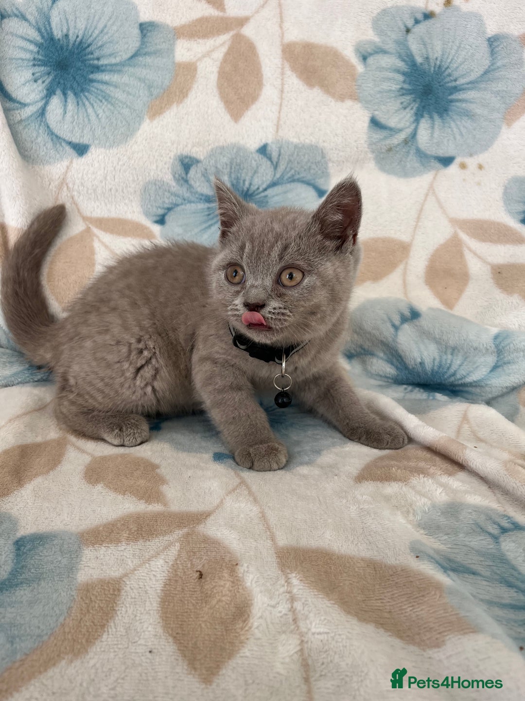 British Shorthair cats for sale: **REDUCED!!** PURE BREED BRITISH SHORTHAIR KITTENS - Image 1
