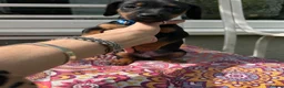 Jackshund dogs for sale: Adorable Dachshund x Jack Russell Puppies  - Advert 32