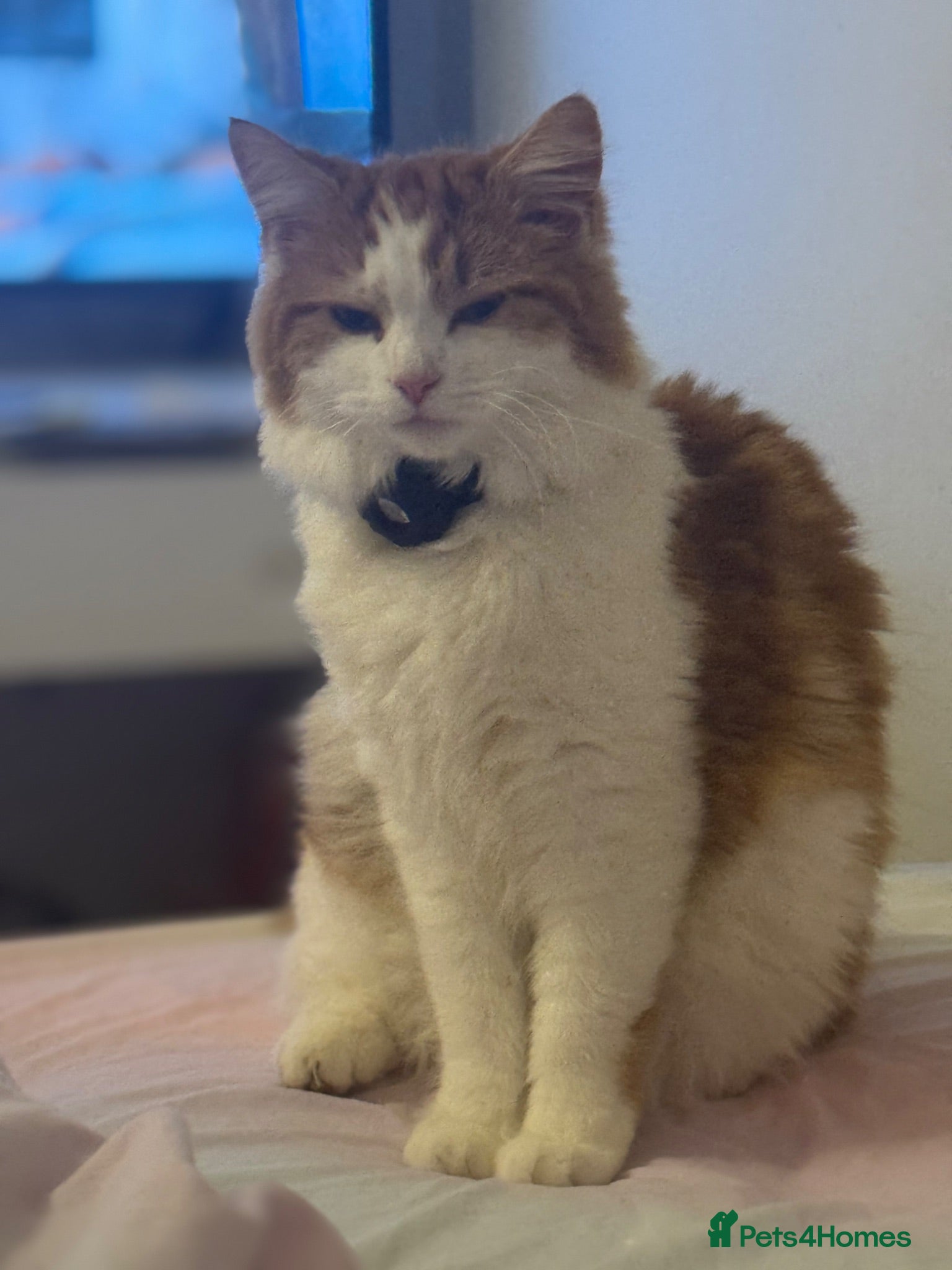 Mixed Breed cats 🧡Absolutely Adorable Long-Haired Ginger Tabby Boy - Advert 3