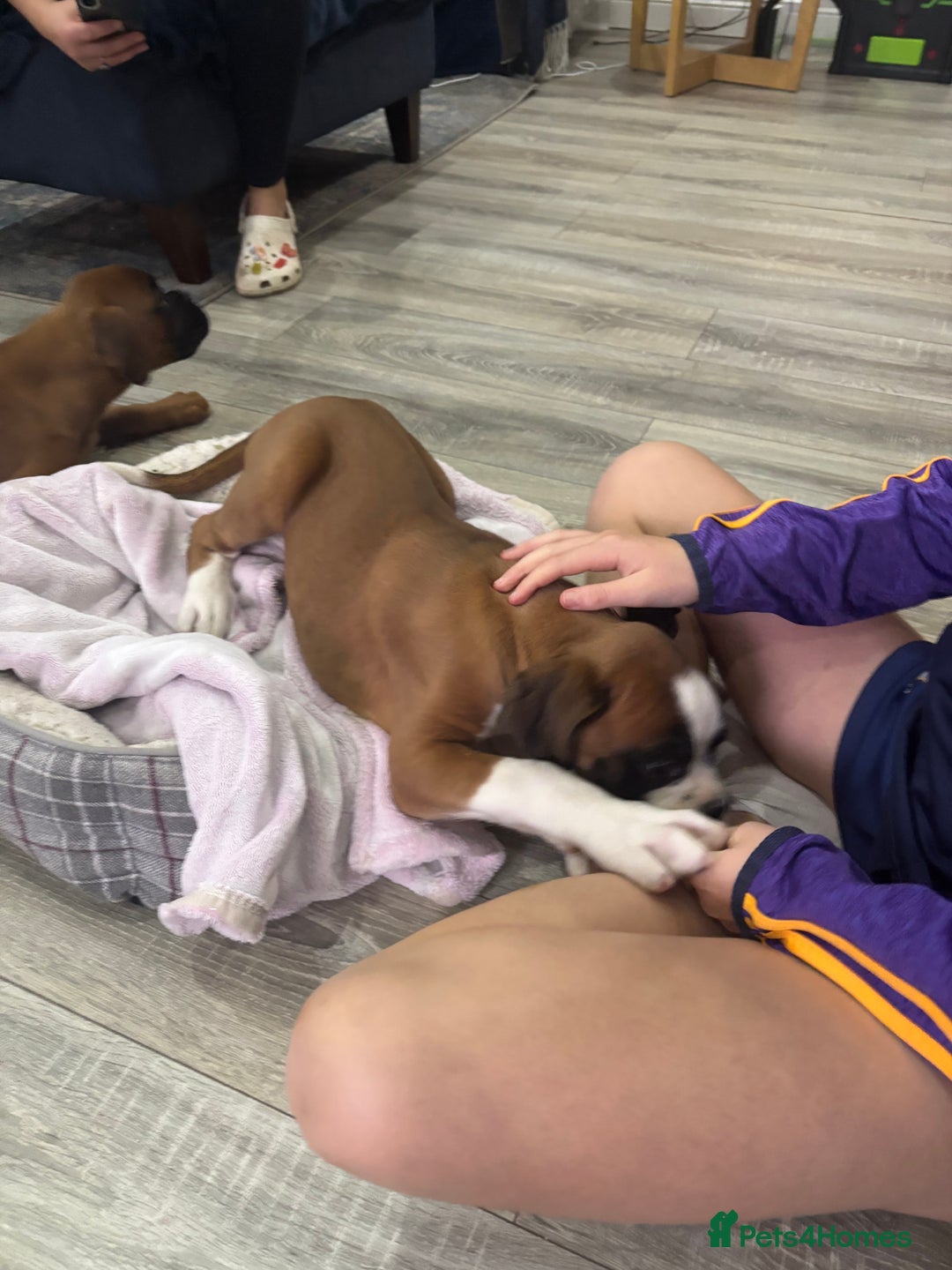 Boxer dogs for sale: KCR pups for sale  - Image 10