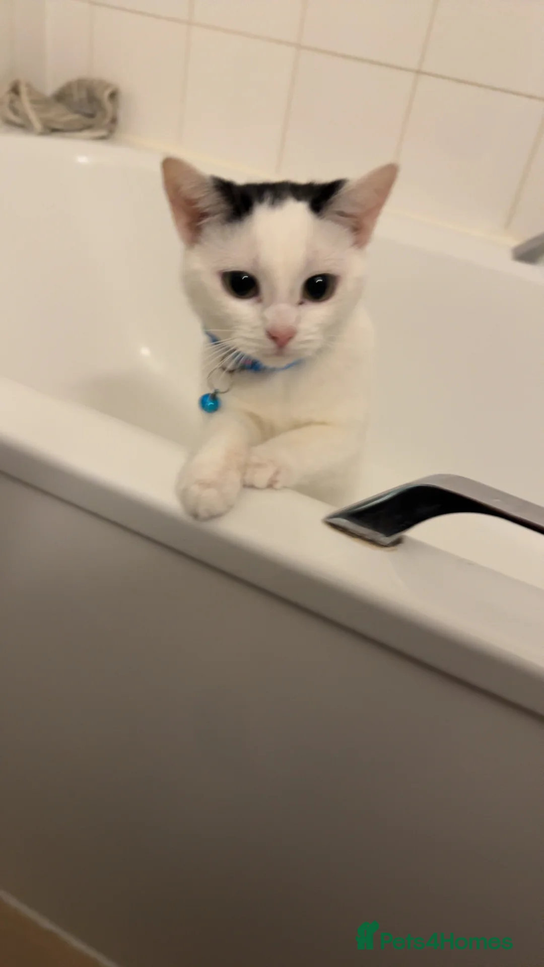 British Shorthair cats for sale: Young domestic short hair cat - Advert 2