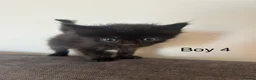 Mixed Breed cats for sale: Stunning kittens available ready now  - Advert 7