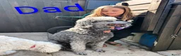 Goldendoodle dogs for sale: F1b Standard Goldendoodle Puppies blue/black - Advert 16