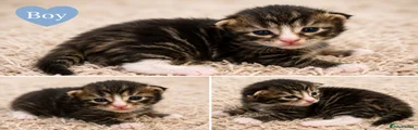 Maine Coon 3