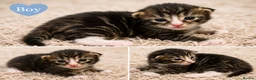 Maine Coon cats for sale: Maine coon x kittens 🐈‍⬛  - Advert 8