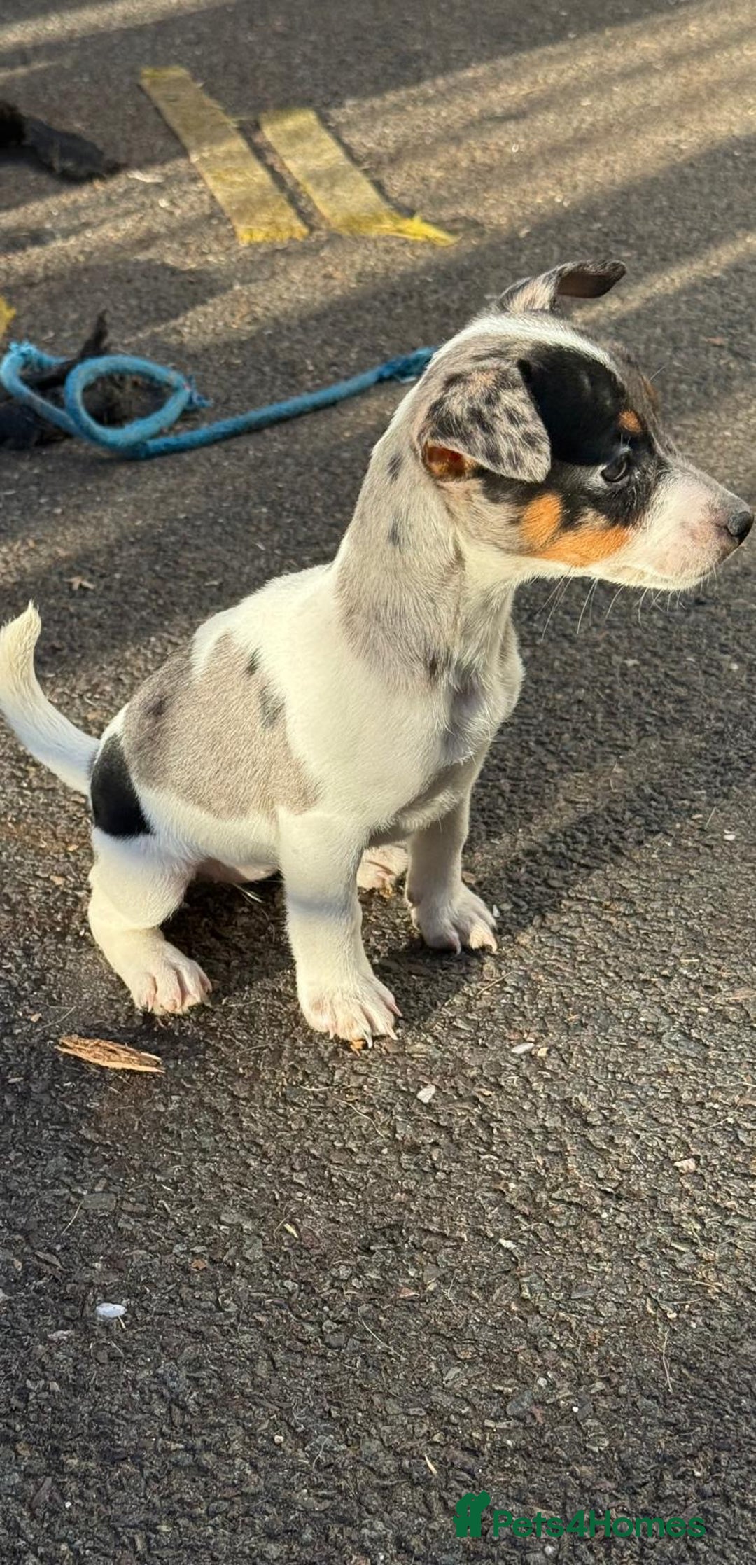 Jack Russell dogs for sale: Jack russell  - Advert 7