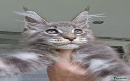 Maine Coon cats for sale: Maine coon kittens  - Image 13