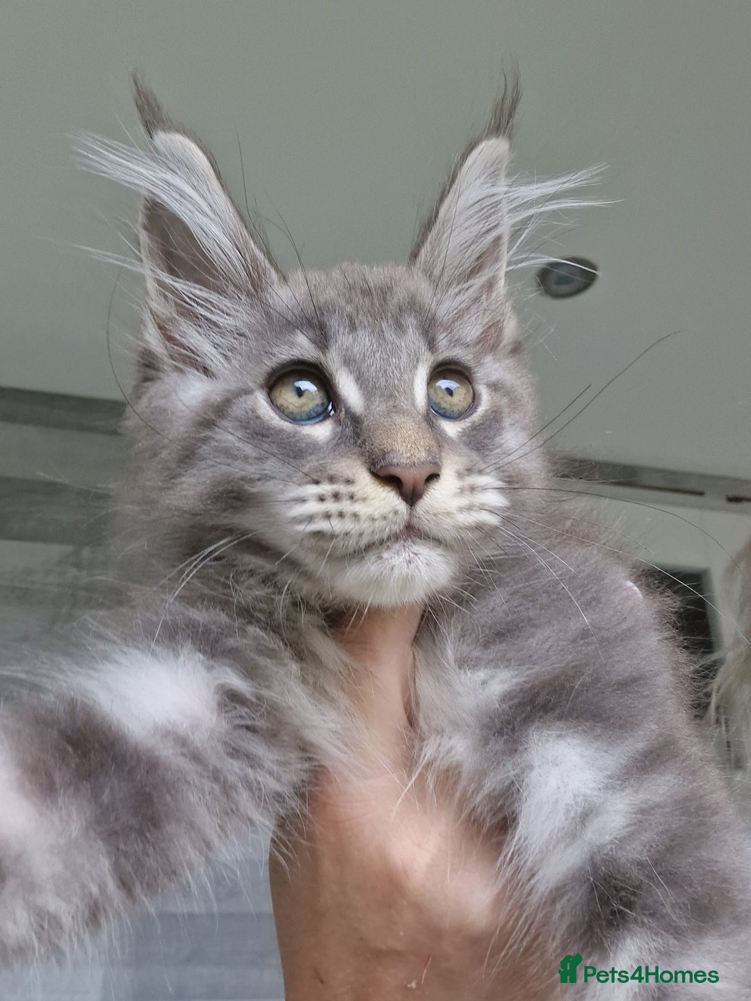 Maine Coon cats for sale: Maine coon kittens  - Image 13