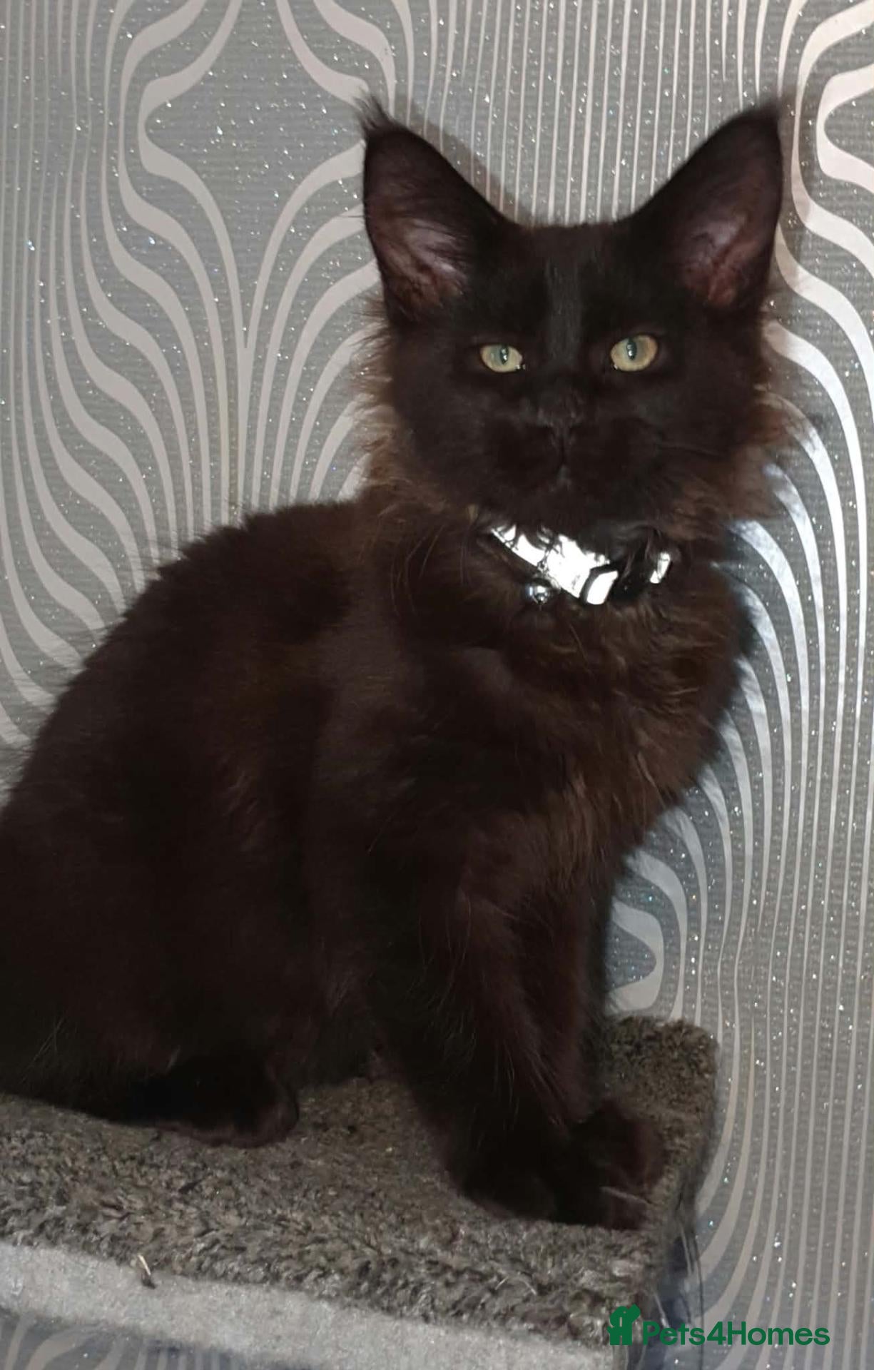 Maine Coon cats Tica pedigree Maine Coon Parents dna screened. - Advert 1