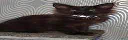 Maine Coon cats for sale: Tica pedigree Maine Coon Parents dna screened. - Advert 1