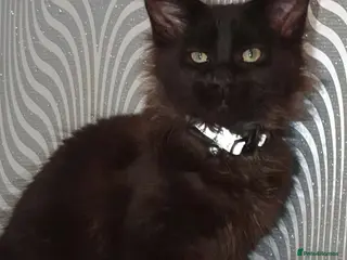 Maine Coon cats Tica pedigree Maine Coon litter kittens males - Advert 5