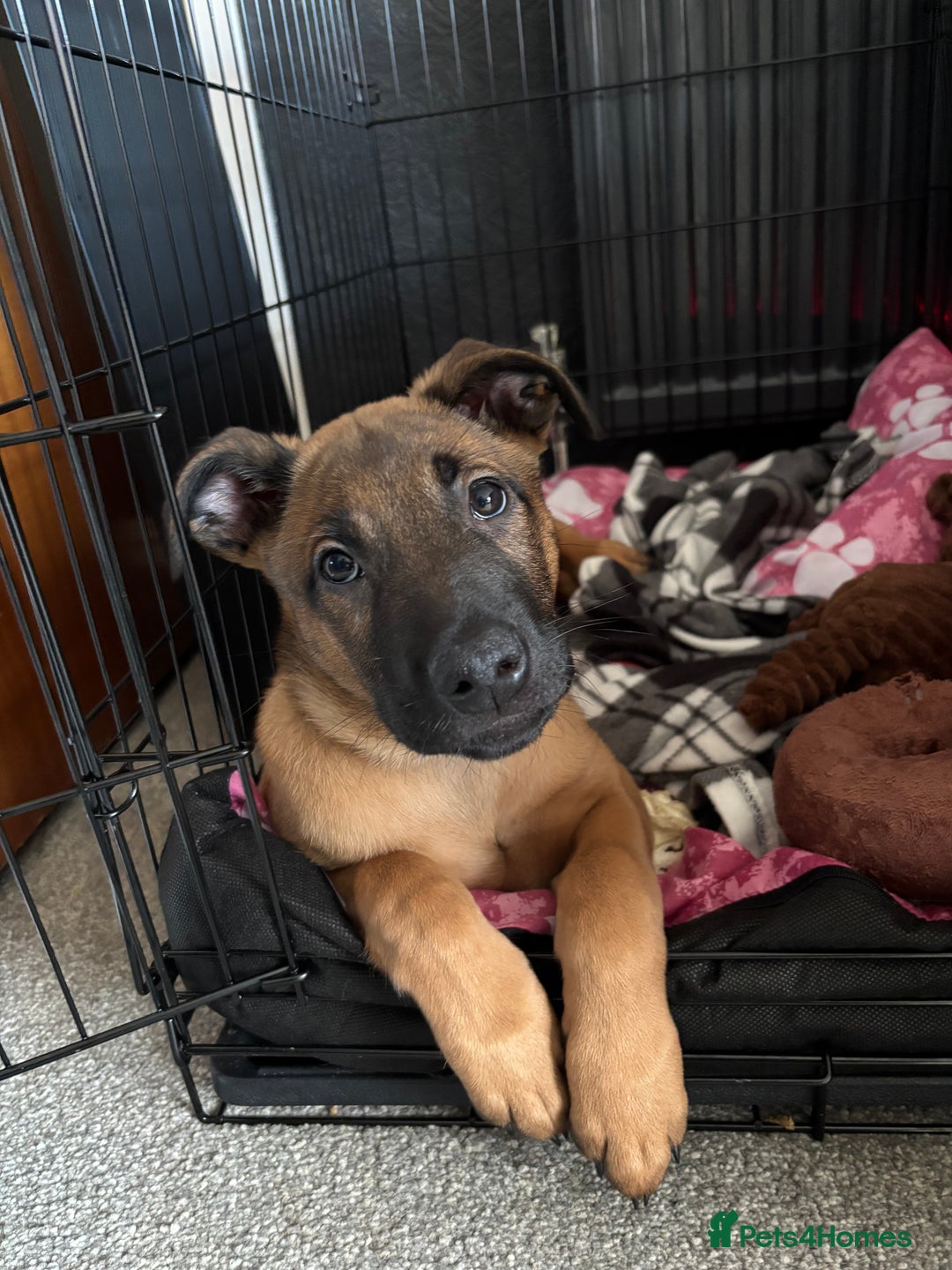 Belgian Shepherd Dog dogs for sale: Mallinois x Bullyhound Male - Advert 4