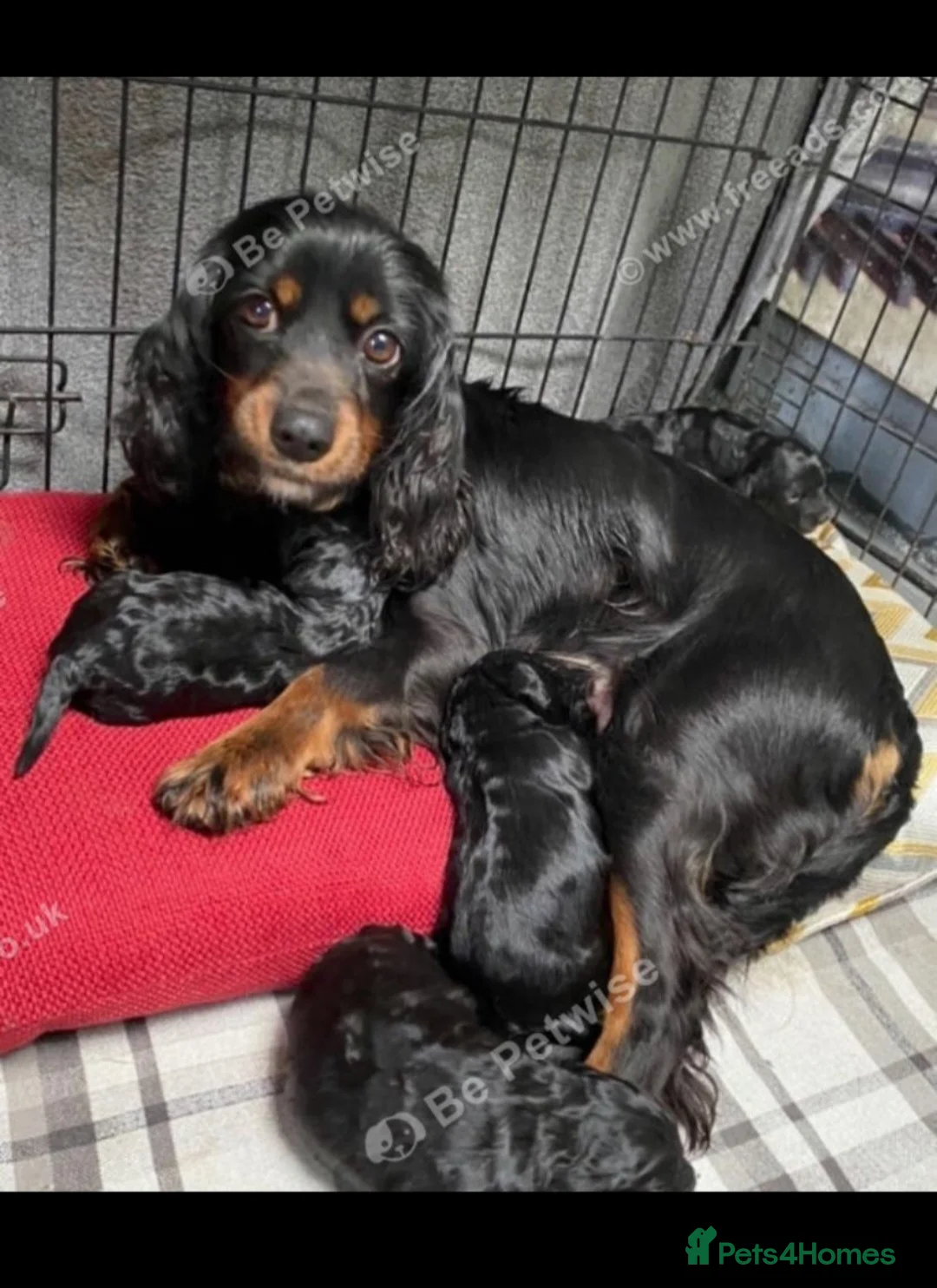 Cavapoo dogs for sale: Gorgeous Cavapoo  in Wrexham - Advert 3