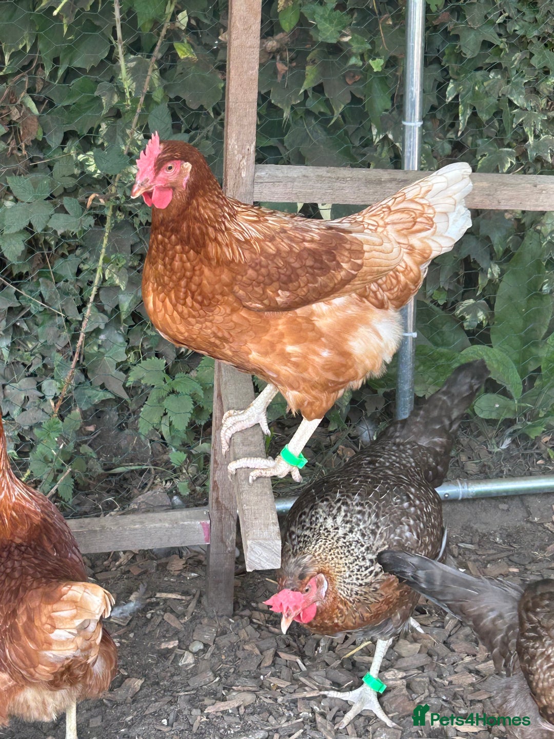 Chickens poultry for sale: 8 hybrid hens for sale  - Image 15