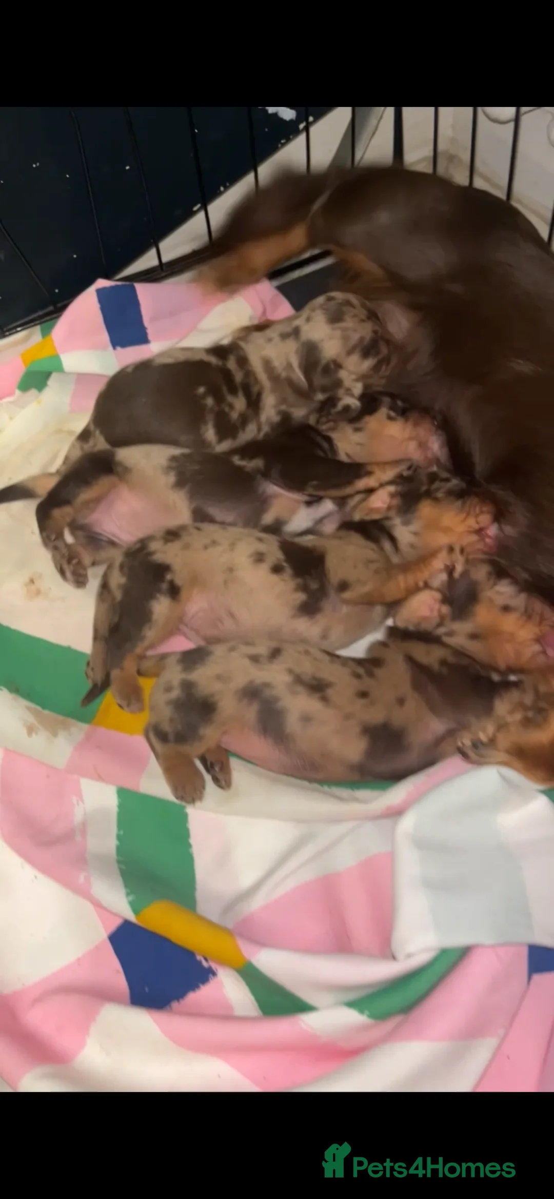 Miniature Dachshund dogs for sale: Kc registered miniature dachshunds  - Advert 1