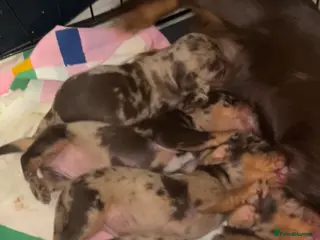 Miniature Dachshund dogs Kc registered miniature dachshunds - Advert 8