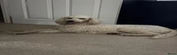 Standard Poodle dogs for sale: Standard Poodle - Looking for a forever home - Advert 2