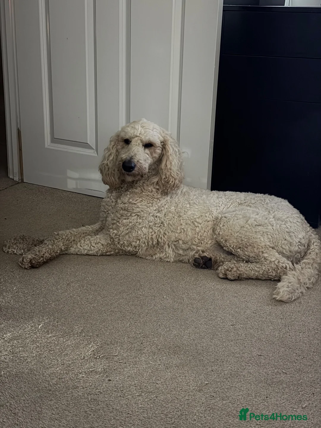 Standard Poodle dogs for sale: Standard Poodle - Looking for a forever home - Advert 2