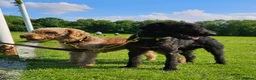 Bedlington Terrier dogs for sale: KC Registered Bedlington Terrier Pups in Stoke-on-Trent - Advert 6