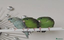 Parakeets birds for sale: Lineolated parakeets 1 male 1 female - Image 1