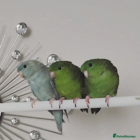 Parakeets birds - Advert 6