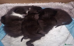 Domestic Shorthair cats for sale: Kittens - Image 1