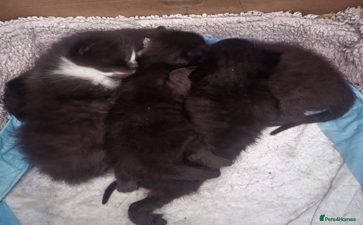 Domestic Shorthair cats - Advert 7