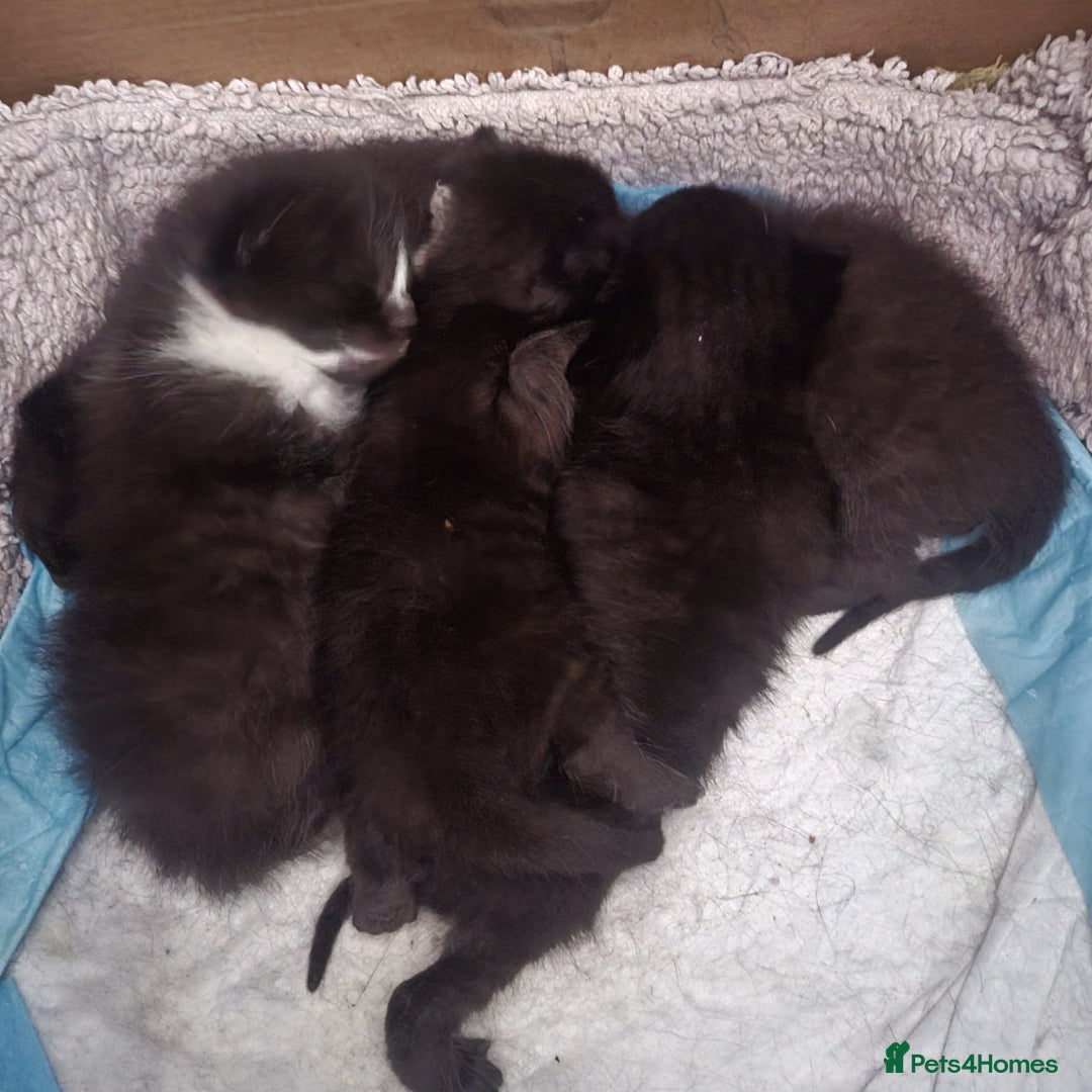 Domestic Shorthair cats for sale: Kittens - Image 1