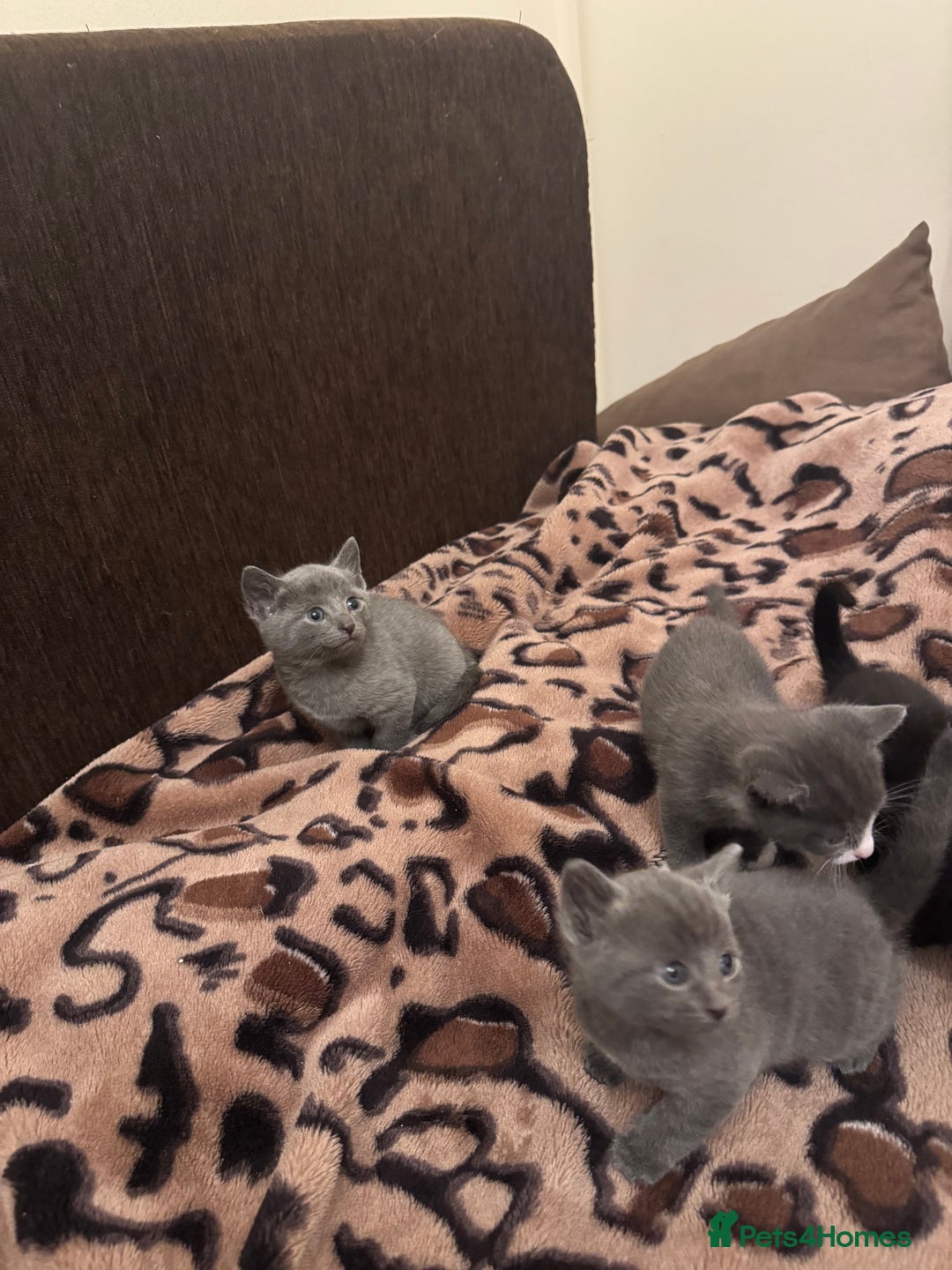 Mixed Breed cats for sale: 5 beautiful kittens for sale - Advert 6