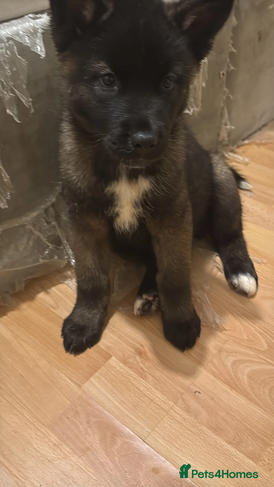 Mixed Breed dogs for sale: 7 beautiful American Akita Puppies ***5 left*** - Advert 6