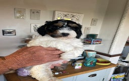Cockapoo dogs for sale: Cockerpoo ready now blue roan tri - Image 4