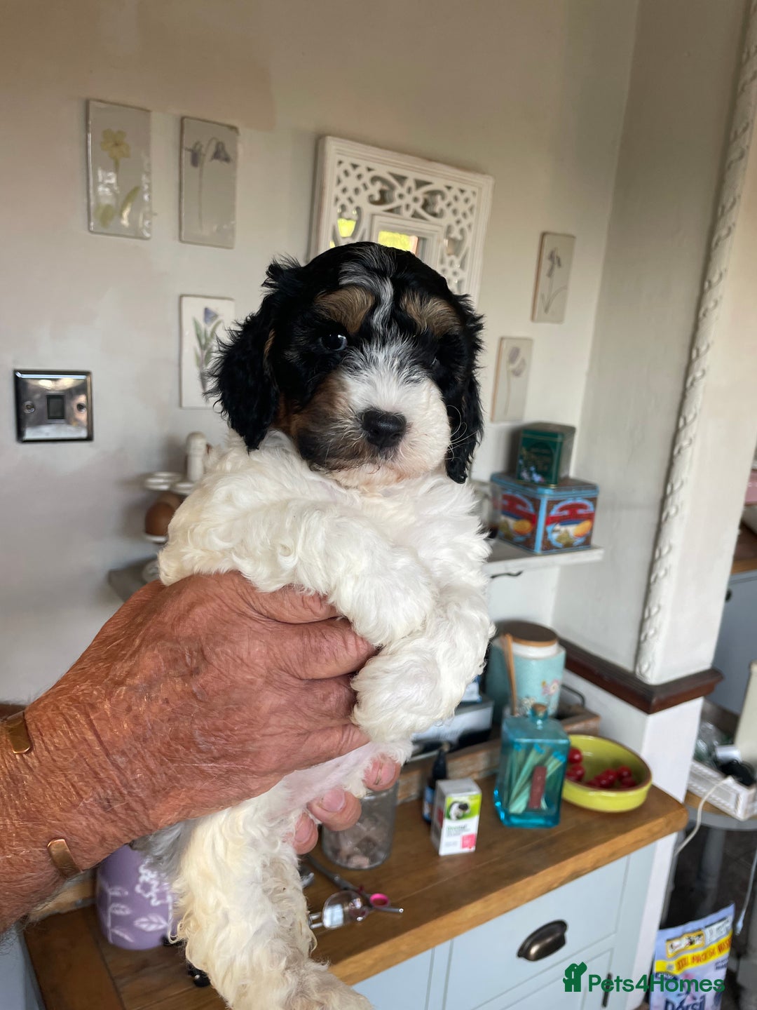 Cockapoo dogs for sale: Cockerpoo ready now blue roan tri - Image 4