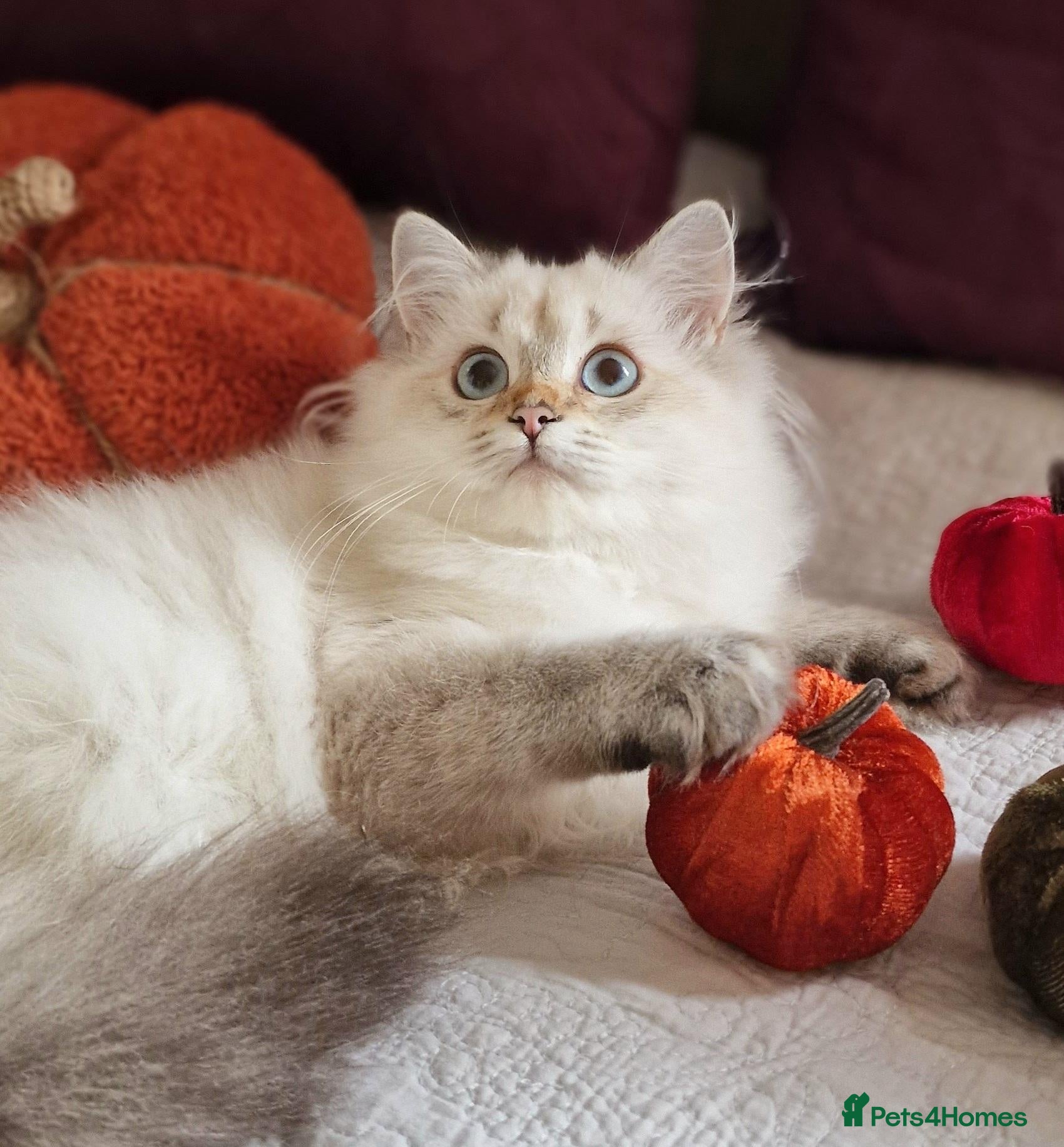 British Shorthair cats 💖READY TO GO!💖GOLDEN &SILVER POINT BSH KITTENS💖 - Advert 1