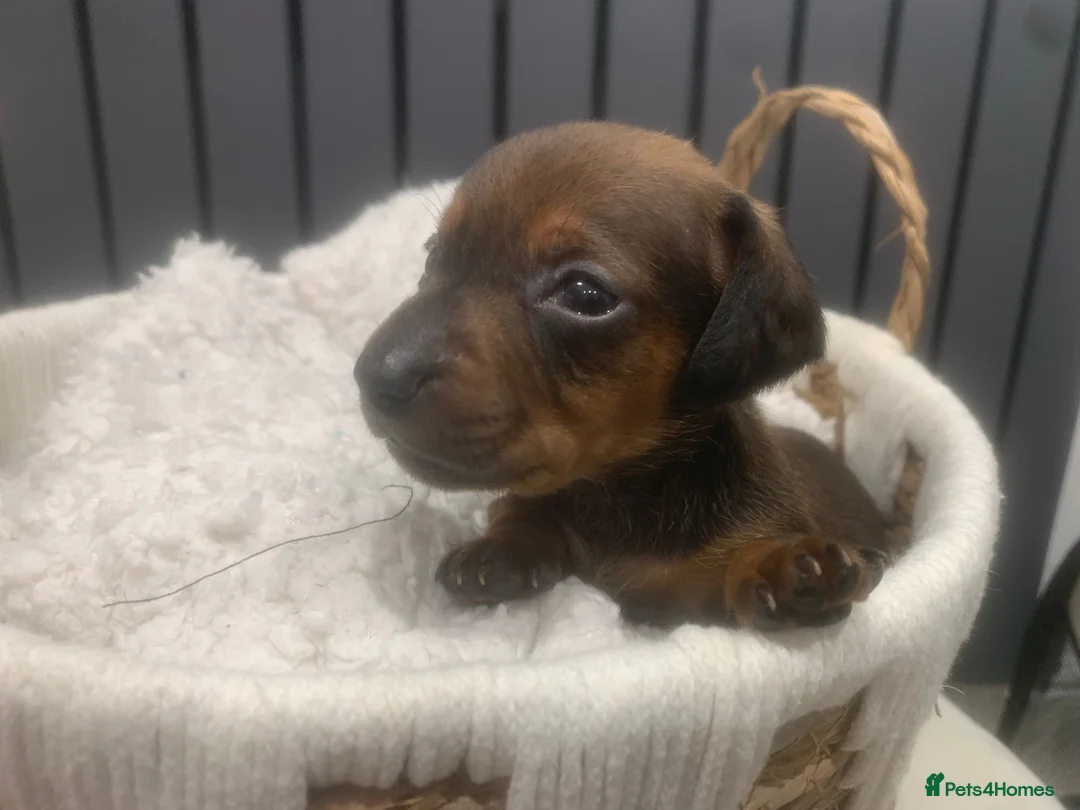 Dachshund dogs for sale: Mini dachshund puppies  - Advert 10