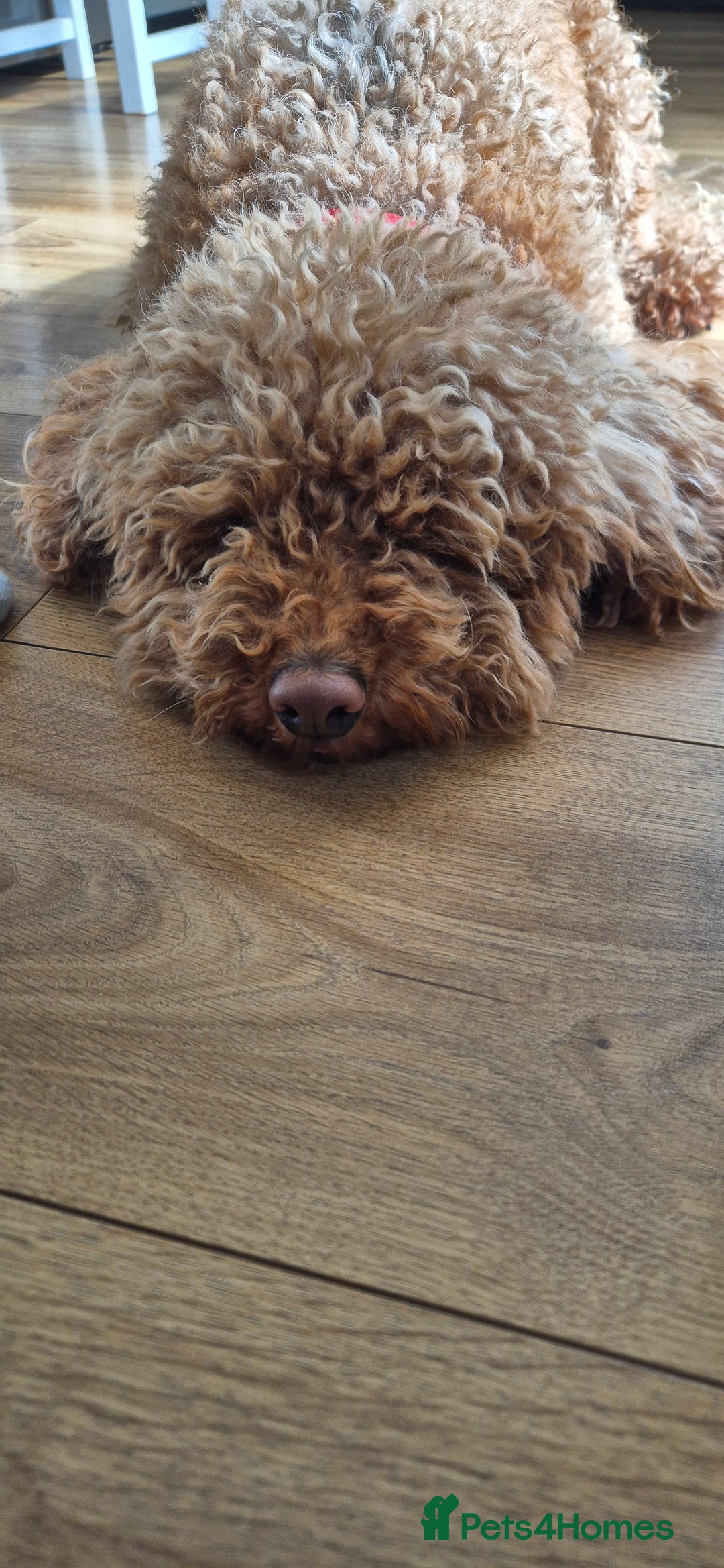 Cockapoo dogs for sale: 3 years old coockapoo- Cookie  - Advert 7